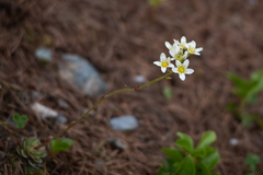 Saxifraga paniculata
