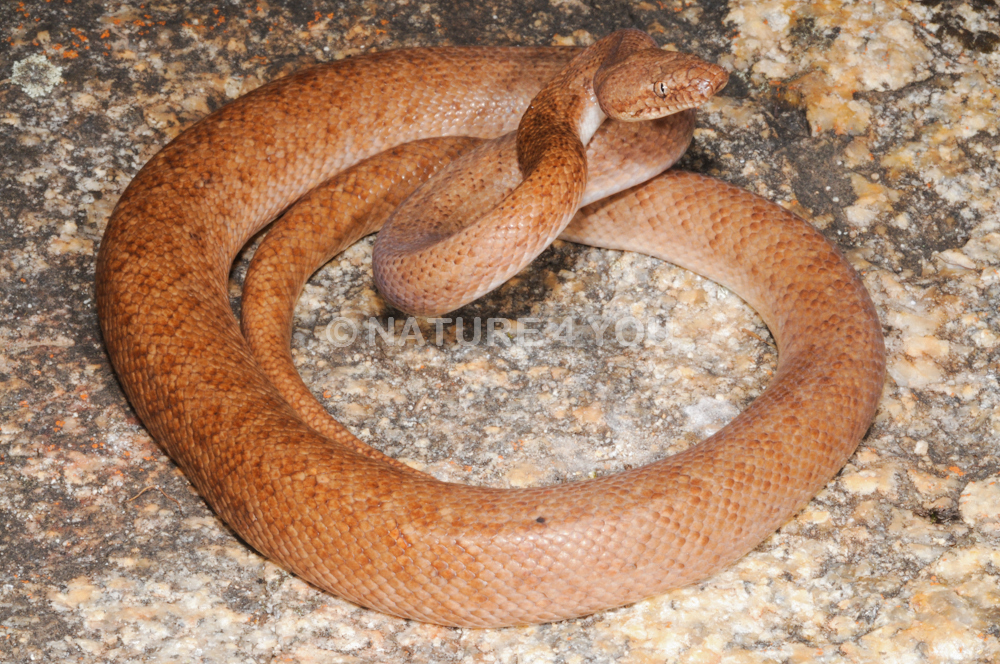 Python pygmée d'Australie (Antaresia perthensis)