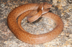 Pygmy Python photo 1