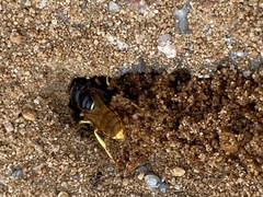 Philanthus triangulum