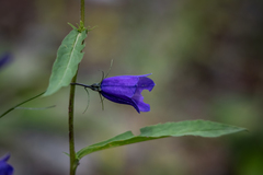 Campanula scheuchzeri
