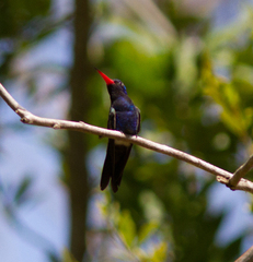 Cynanthus doubledayi