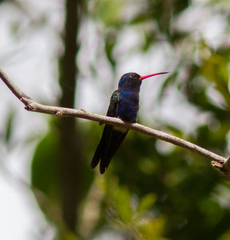 Cynanthus doubledayi