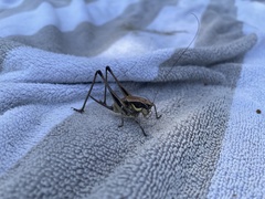 Eupholidoptera smyrnensis