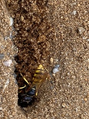 Philanthus triangulum