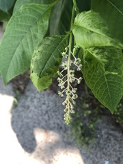 Phytolacca americana