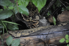 Trametes versicolor