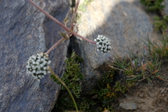 Hymenidium lindleyanum