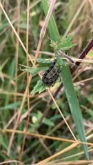 Aglais urticae