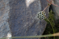 Hymenidium lindleyanum