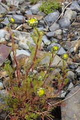 Tripleurospermum hookeri