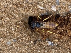 Philanthus triangulum