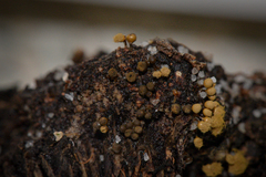 Trichia crateriformis