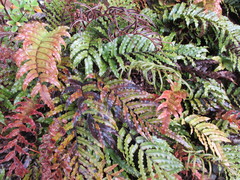 Blechnum montanum