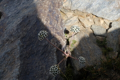 Hymenidium lindleyanum