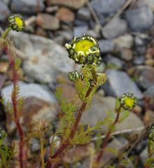 Tripleurospermum hookeri