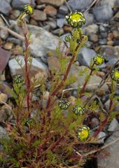 Tripleurospermum hookeri