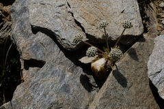 Hymenidium lindleyanum