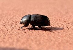 Dyscinetus morator