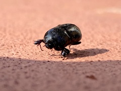 Dyscinetus morator