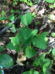 Lonicera canadensis