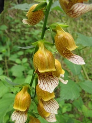 Digitalis laevigata