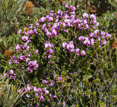 Gompholobium scabrum