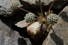 Hymenidium lindleyanum