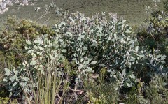 Eucalyptus pleurocarpa