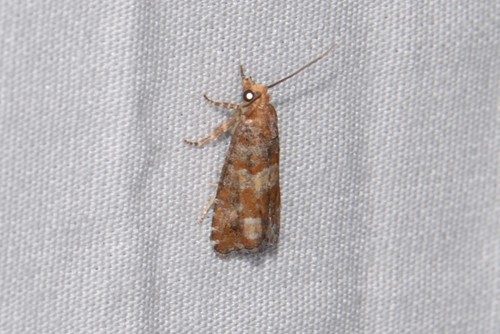 White Pine Coneborer Moth photo 4