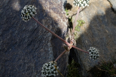 Hymenidium lindleyanum