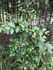 Cotoneaster melanocarpus