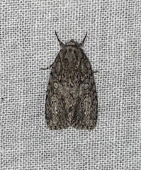 Acronicta spinigera
