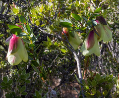 Pimelea physodes