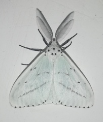 Aruta