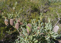 Banksia oreophila