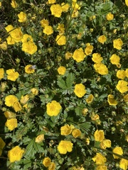 Potentilla aurea