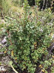 Ribes aciculare