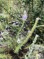 Veronica pinnata
