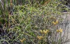 Platysace compressa