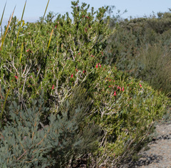 Melaleuca macrocarpa