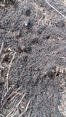 Formica obscuripes