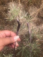 Neolasioptera lupini