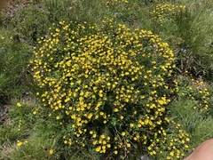 Potentilla aurea