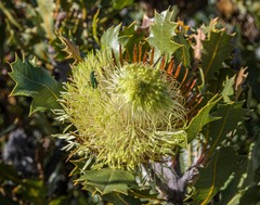 Banksia heliantha