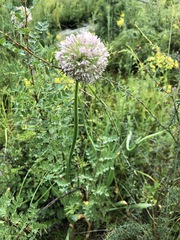 Allium nutans