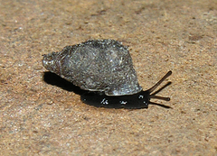 Fauxulus crawfordianus