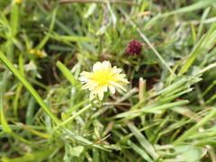Microseris douglasii