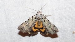 Catocala praeclara
