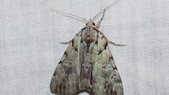 Catocala praeclara